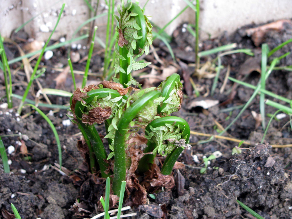 ferns