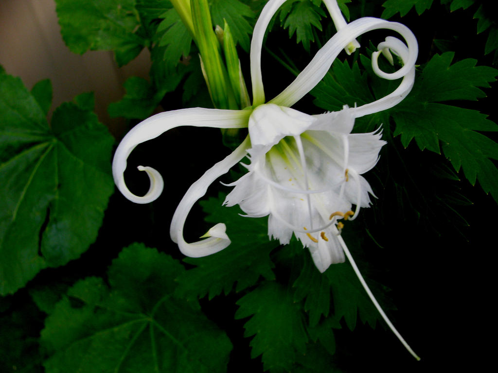 white and curly