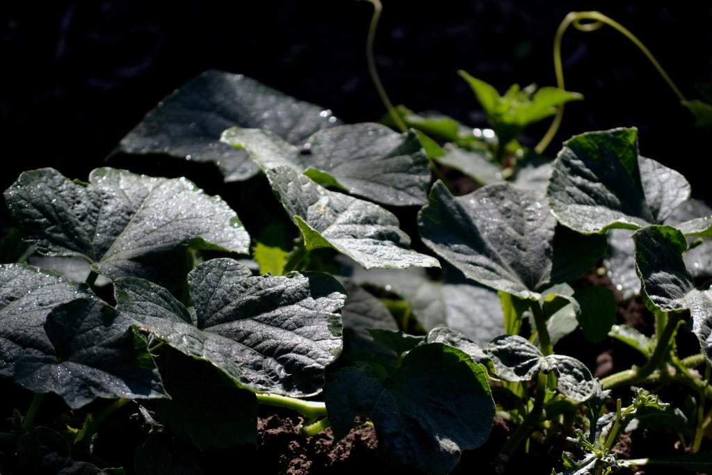 early morning garden