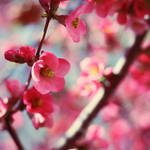 blossom by ThisFairyTale