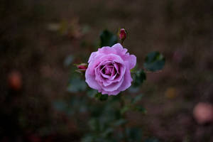 a rose