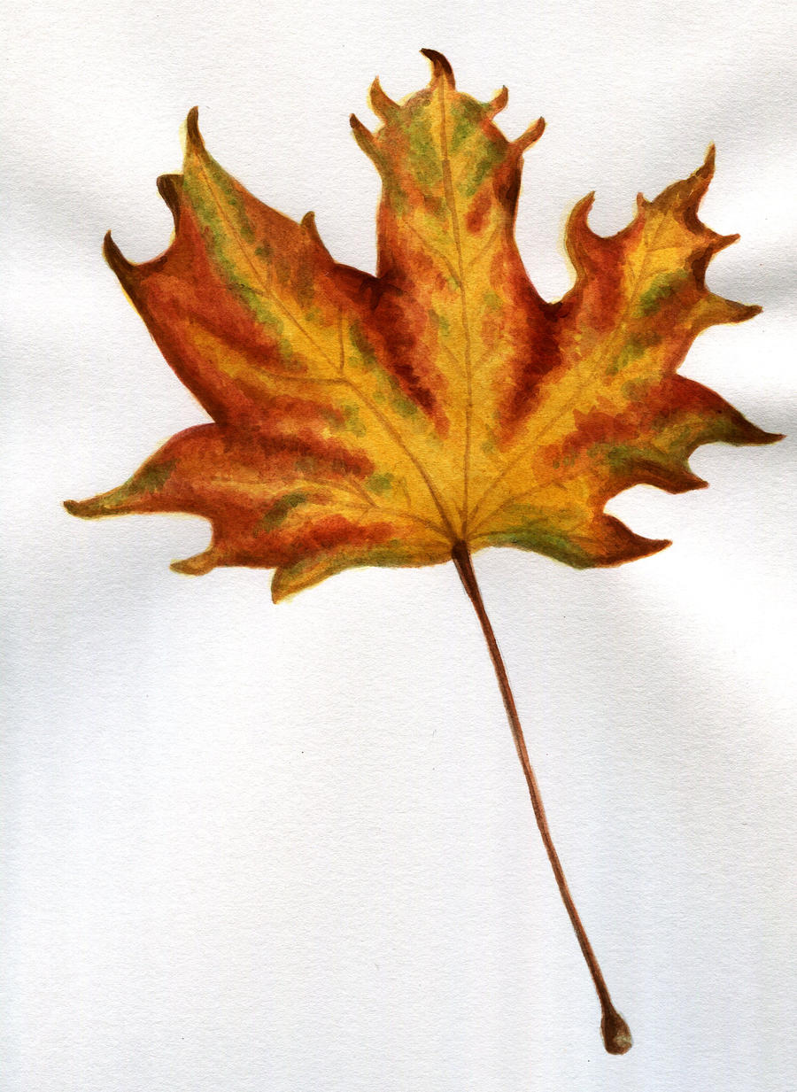 Leaf - Study