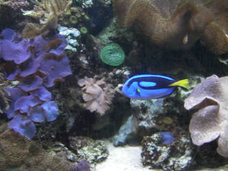 Dory