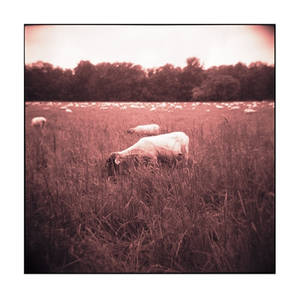 The Sheep and the Holga - No.1