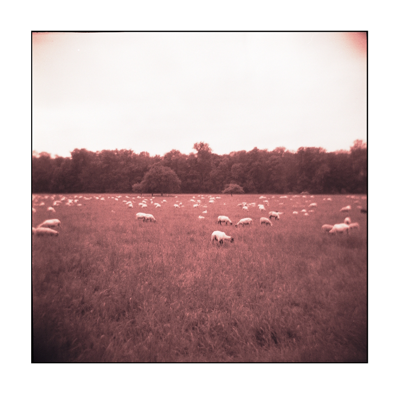 The Sheep and the Holga - No.3