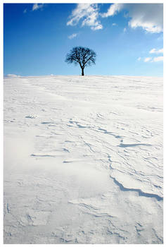 tree in white sand