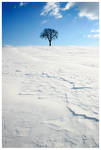 tree in white sand by Zendar