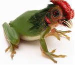 Frog and Rooster mix