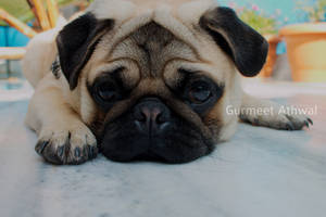 My Cute Little Pug 'Tuffy'.