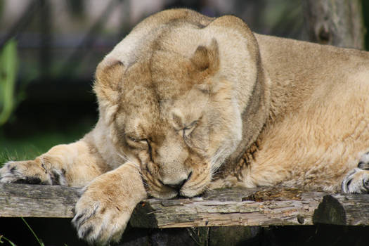 Sleeping Lioness