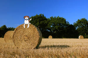 A Day On The Farm