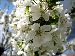 Fleur de cerisier