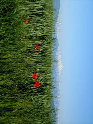 Mont-Blanc And Coquelicot