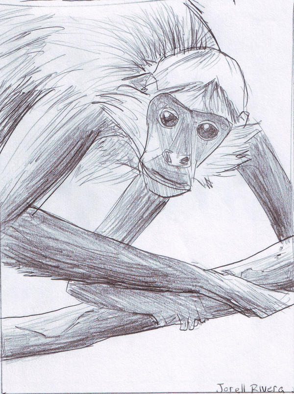 Spider Monkey Deviantart Spider Monkey by Jorell-Rivera on DeviantArt