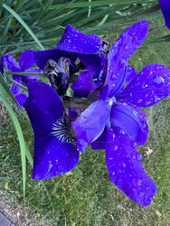 Siberian Iris