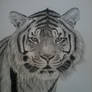 Tiger Pencil drawing.