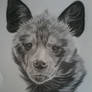 Striped Hyena