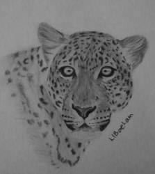 Leopard in charcoal