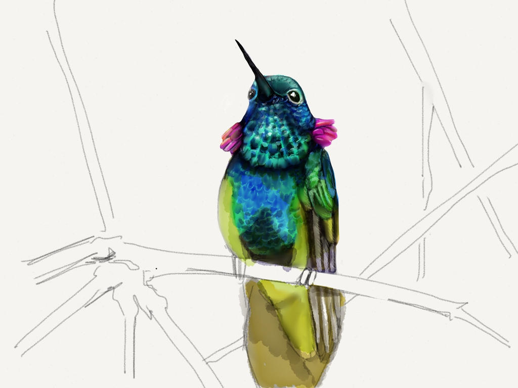Hummingbird6