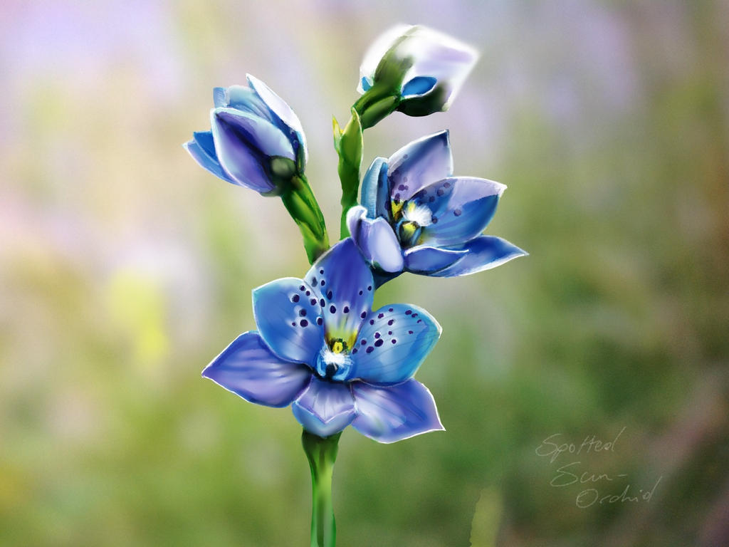 Spotted Sun Orchid by ceredwyn