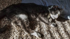 Grumpy Sunspot Kitty