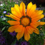 Gazania9