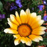 Another Gazania