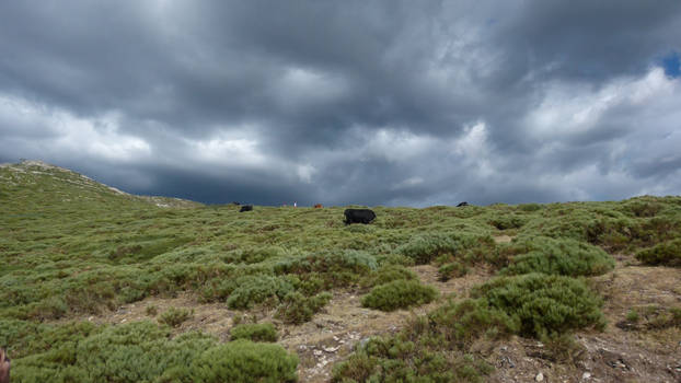 Bulls in the Storm