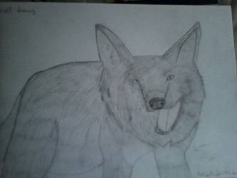 Wolf Traditional Drawing