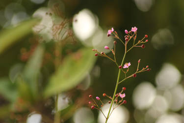 Flower grass.