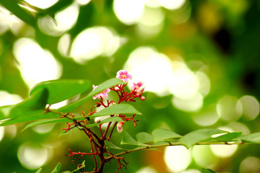 flowers starfruit