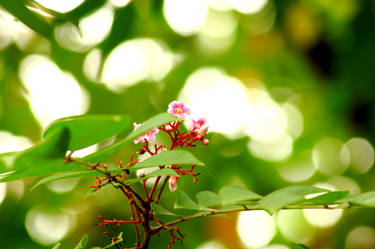 flowers starfruit