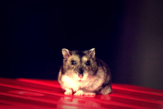 Hamster do photo shoot session