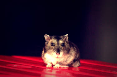Hamster do photo shoot session