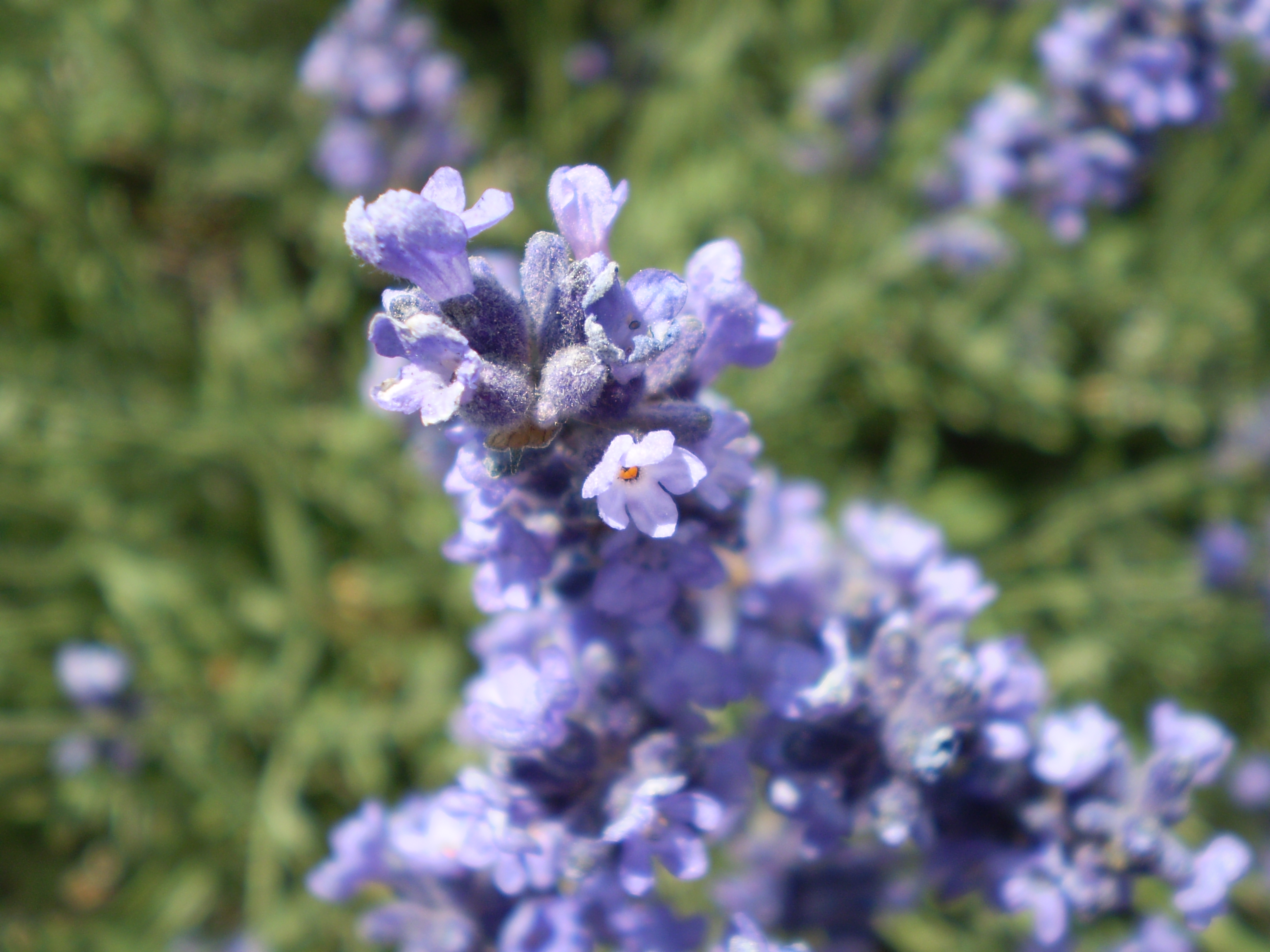 Purple-blue Flower