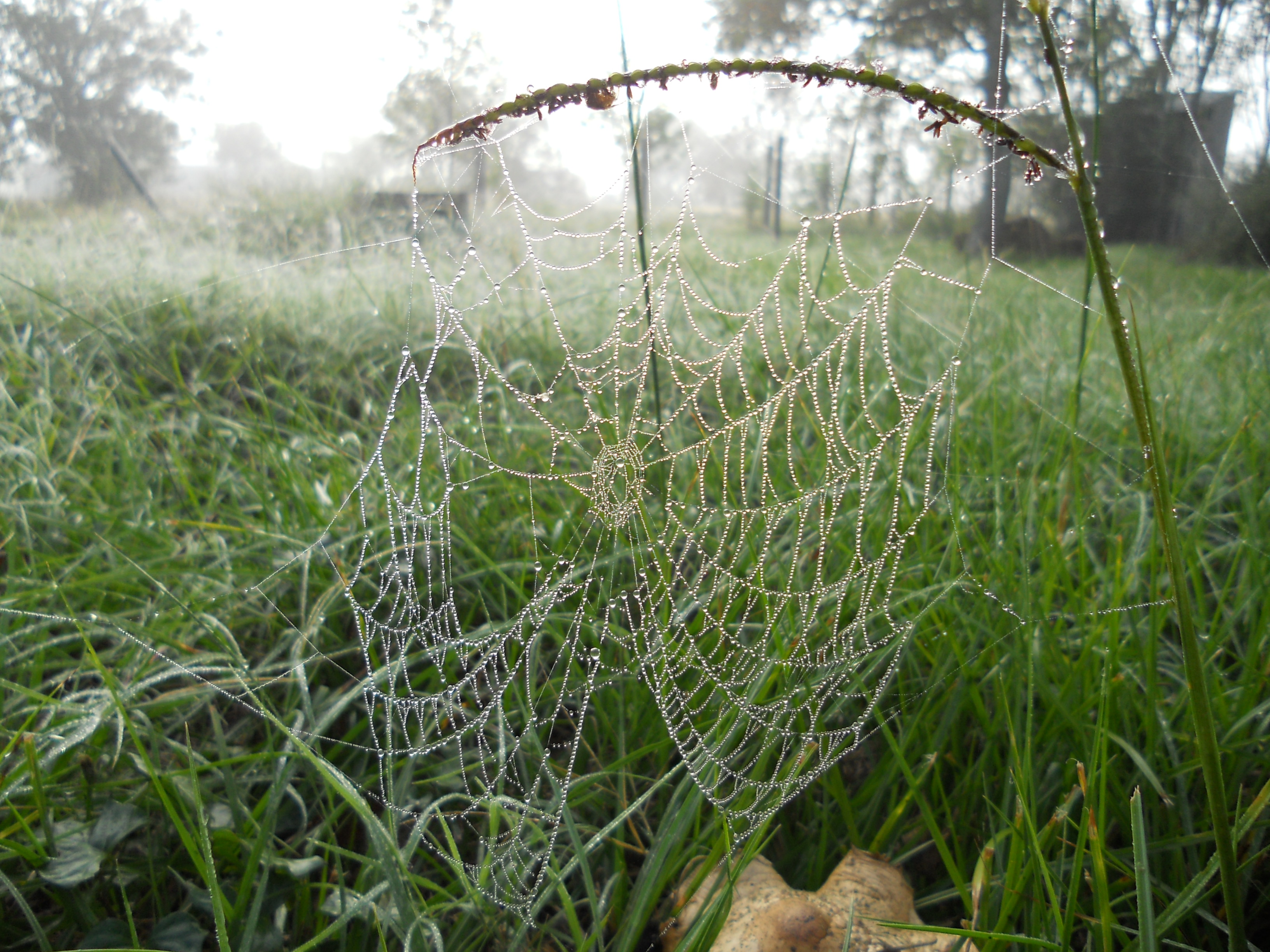 Dewey Filaments of Delicate Silk