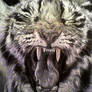 Yawn