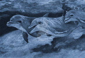 Dolphins