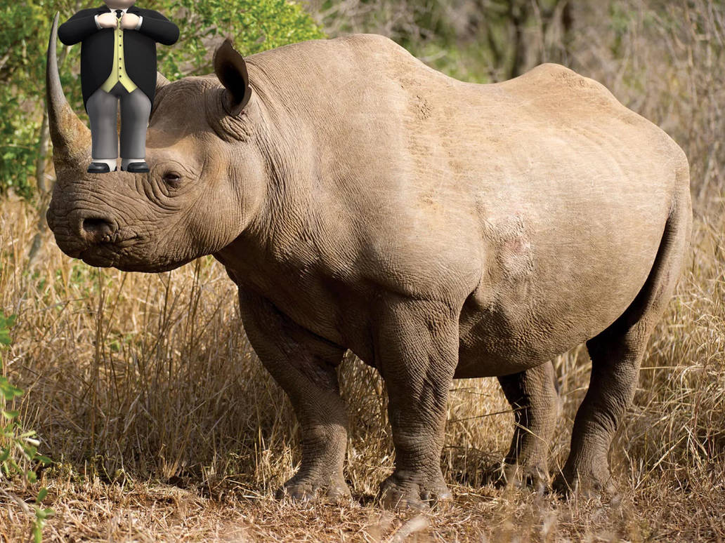 Носорог это какое животное. Камерунский носорог. Западный черный носорог. Африканский черный носорог. Камерунский черный носорог.
