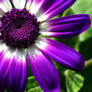 Purple Senetti