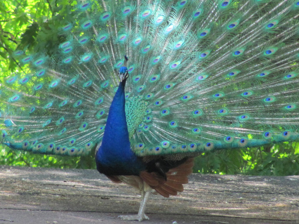 Peacock