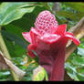 Pink Stem Red Torch Ginger