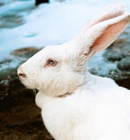 white rabbit