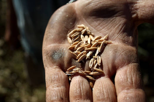 A Farmer's Gold