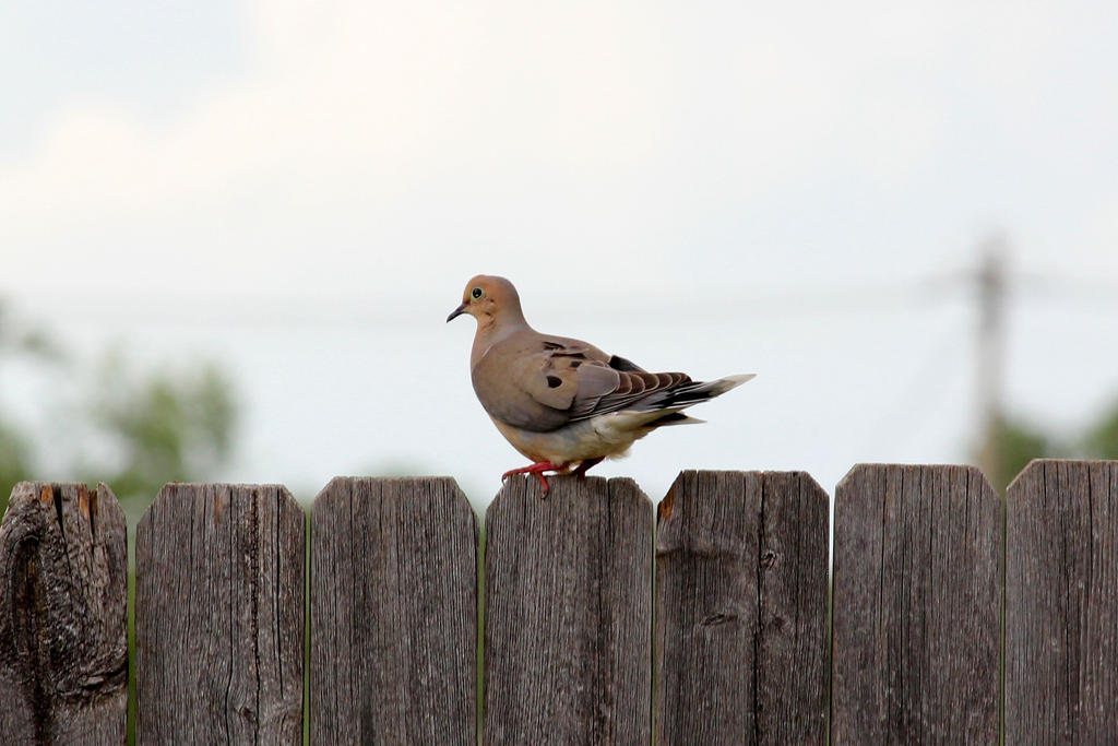 Love On Wings