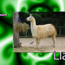 L is for Llama