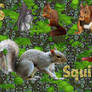 S is for Squirrel