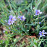 Little Purple Flowers