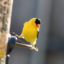 Goldfinch