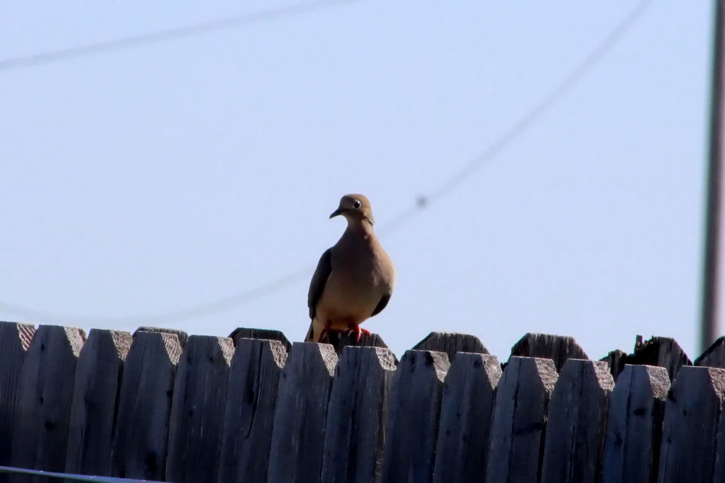 Sittin' on the Fence II by LoloTheDabbler